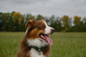 Naklejka na ściany i meble Australian Shepherd red tricolor sits in green field in autumn against yellow trees and gray overcast sky. Pet stuck out its tongue on walk in fall, no people. Beautiful thoroughbred dog close up.