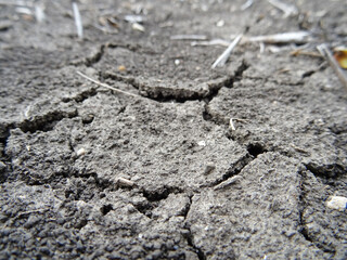 Dry soil in the field, the consequences of global warming, cracks in the soil