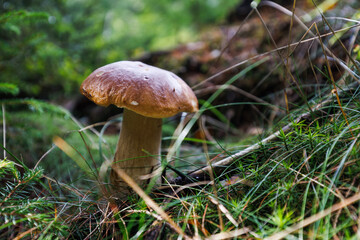 PPilze sammeln Wald steinpilz frisch