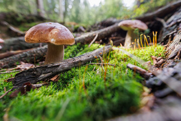 Pilze sammeln Wald steinpilz frisch essen