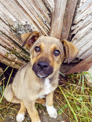 Cute Brown  Baby Stray Dog Looking at the Camera 