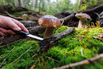 Pilze sammeln Wald steinpilz frisch essen