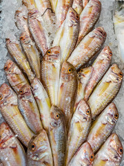 Fresh fish red mullet  on ice 