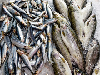 Pile of Freshly Caught Sardine and Safrid Sea Fish on a Sea Market