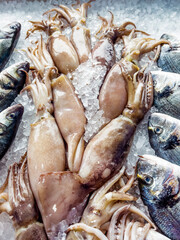 Pile of Freshly Caught  squids on ice on a Sea Market