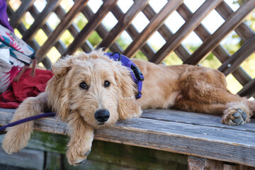 ベンチで横になるゴールデンドゥードル