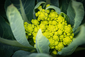 Flowers of green cauliflower