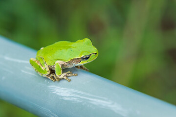 ポールの上のアマガエル