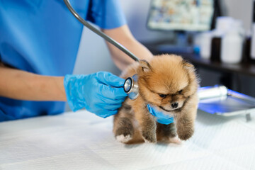 Vet listening dog with stetoscope in veterinary clinic.