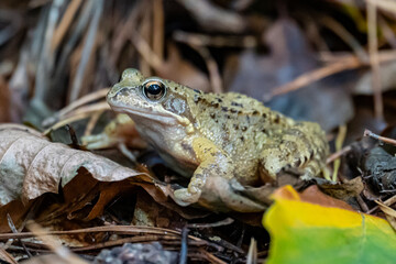 Toad sitting on old leaves