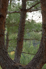 Fototapeta premium tree in the park