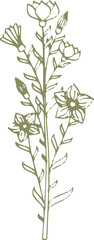 Medical flower. Hand drawn herb. Botanical illustration
