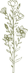 Fototapeta premium Medical flower. Hand drawn herb. Botanical illustration