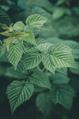 Raspberry bush. Leaves close-up.
