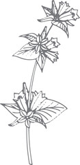Floral sketch. Botanical illustration of healing herb plant