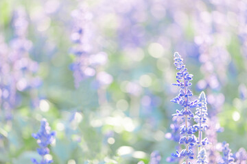 close up of lavender flowers in pastel blue color