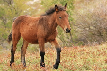 Fototapeta premium Brown stallion on meadow, baby horse in nature