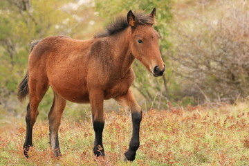 Naklejka na ściany i meble Brown stallion on meadow, baby horse in nature