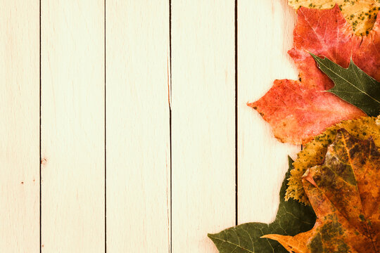  Autumn leaves background.
