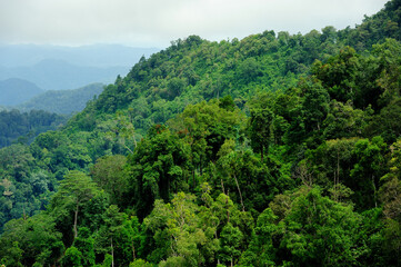 The tropical rainforest landscape , mountain trees in the tropical forests of Thailand