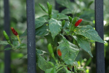 green and red hot peppers next to the fence