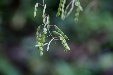 アレチヌスビトハギの実　秋　9月末