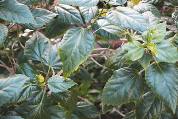 Green leaves of hibiskus. Summer tropical composition. Selective focus. © rorygezfresh