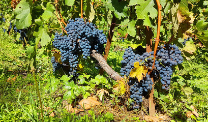 grape grapes vineyard in metsovo greece
