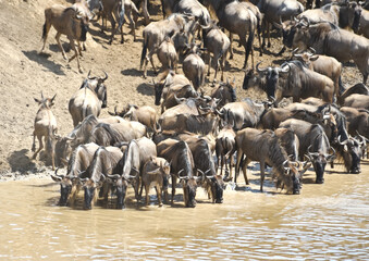 A herd of wildebeest drinking from the Mara River, Kenya  African wild. The wildebeest is a large number of mammals that come to drink water.
