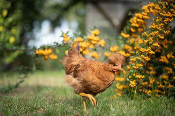 crested chicken walks around the yard in search of food
