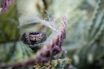 A jumping spider hid among the leaves