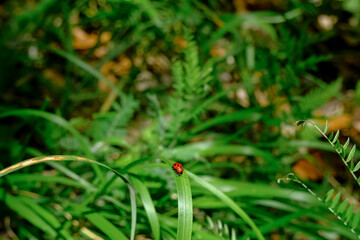 ladybug on a green leaf closeup across green nature. natural background. Macro. Insects