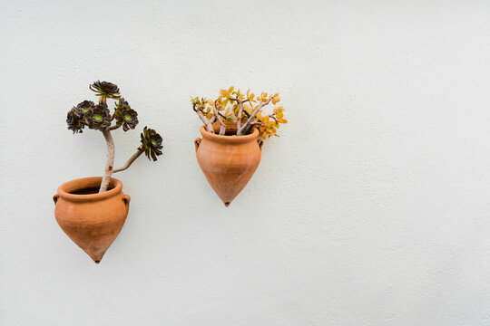Aeonium arboreum and casula ovala in pots