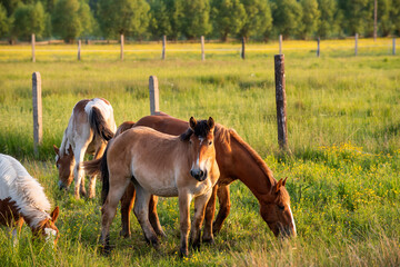 Fototapeta premium horse and foal