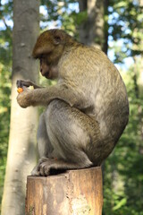 japanese macaque sitting on a tree