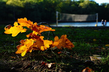 Oak leaves lit by the sun in the foreground and a bright volleyball net in the background