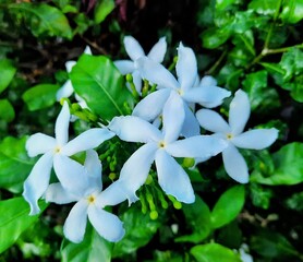Beautiful little crepe jasmine flowers in the garden. Summer time
