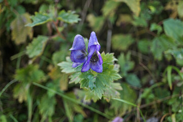 トリカブト　10月上旬