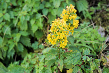 アキノキリンソウ　10月