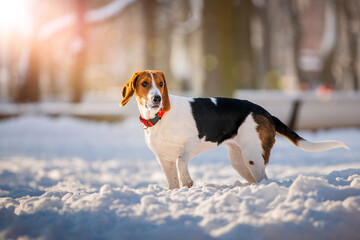 Portrait of american beagle dog walking in snow on camera in winter in park