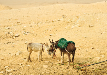 Working donkey in the African desert