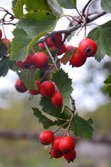 Red ripe hawthorn berries on a branch. Vertical