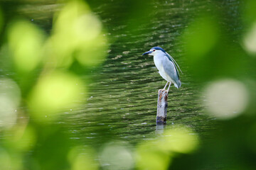 Blue heron