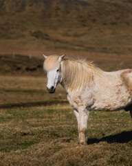 Naklejka na ściany i meble Icelandic miniture horse