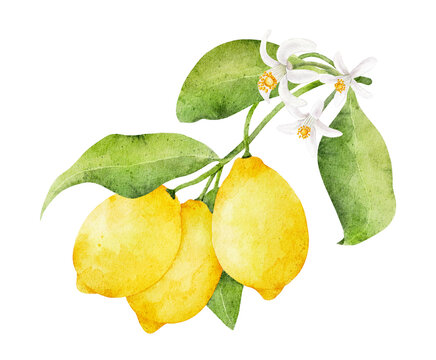 watercolor lemons with flowers and green leaves clip art preview