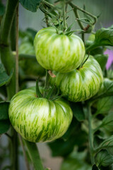 bunch of natural tomatoes