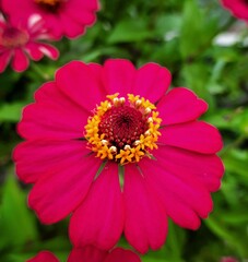 Obraz premium Zinnia elegans known as youth-and-age, common zinnia or elegant zinnia, is an annual flowering plant in the daisy family Asteraceae. close up photo. selective focus. good for wallpaper
