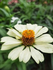 Zinnia elegans known as youth-and-age, common zinnia or elegant zinnia, is an annual flowering plant in the daisy family Asteraceae. close up photo. selective focus. good for wallpaper