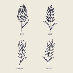 Line art grain illustration. Barley, wheat, rye, oat