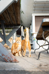 Two beautiful red-haired and homeless young cats are sitting on the street and begging for food. Vertical photo.